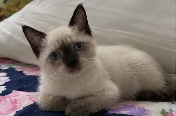 Siamese Kittens for Sale - female and male — photo 2