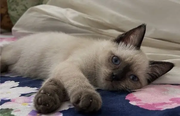 Siamese Kittens for Sale - female and male — photo 3