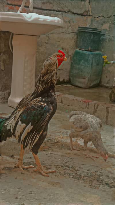 aseel Hans for sale