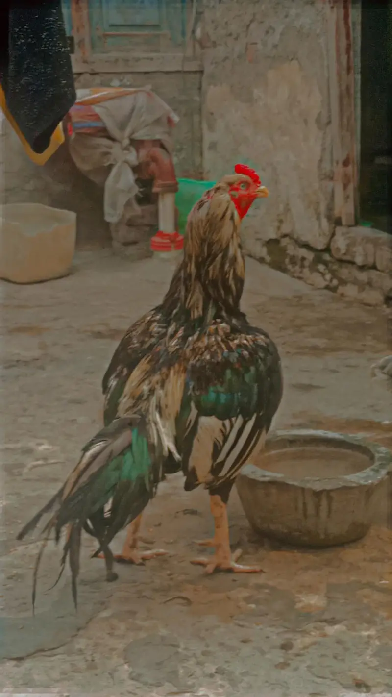 aseel Hans for sale — photo 2