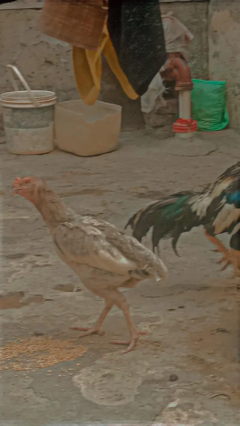 aseel Hans for sale — photo 3