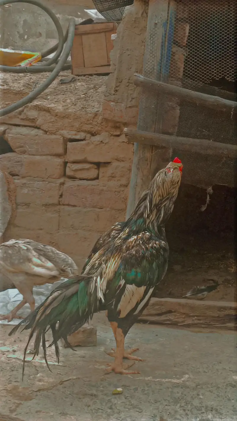 aseel Hans for sale — photo 4