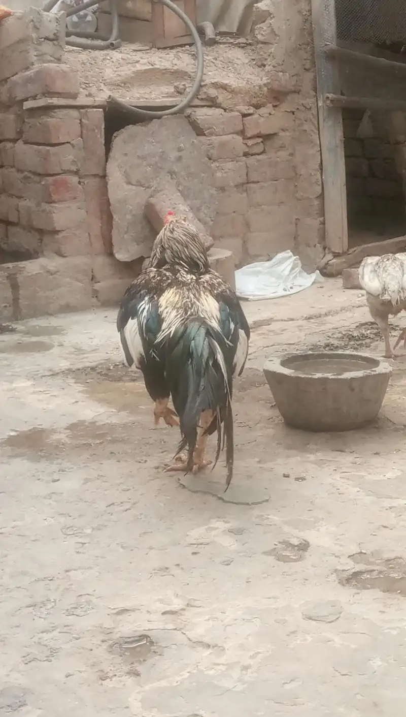 aseel Hans for sale — photo 6