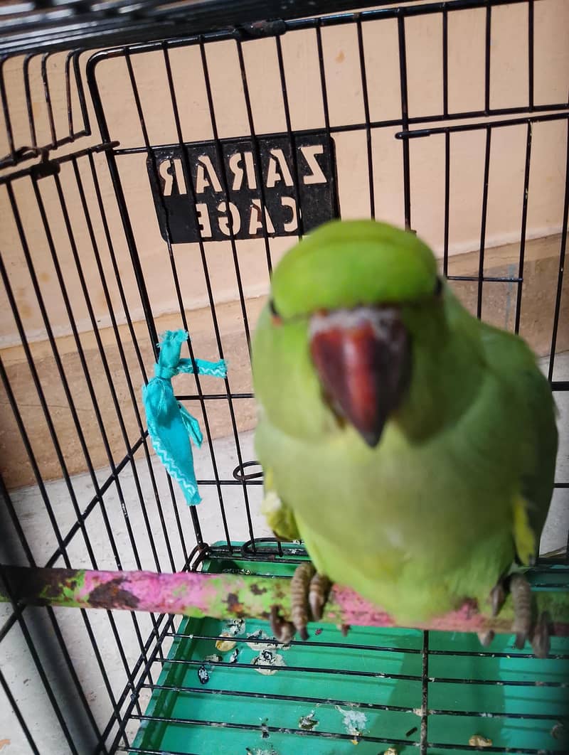 Green parrot 0
