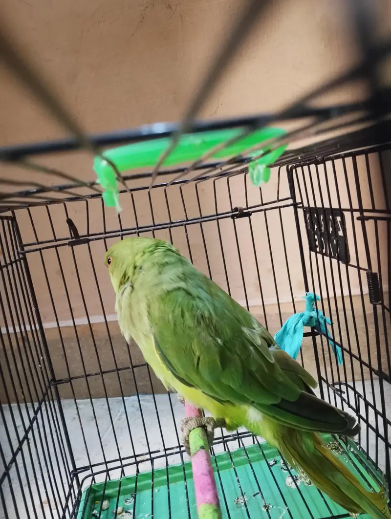 Green parrot — photo 2