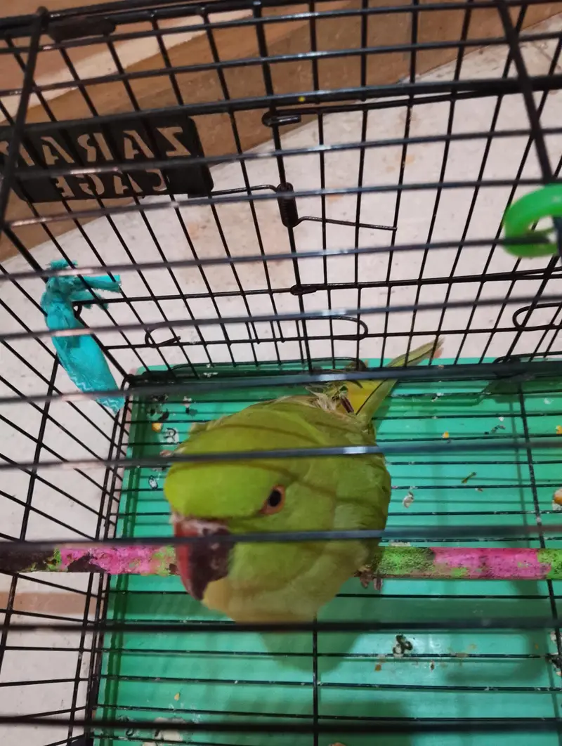 Green parrot — photo 3