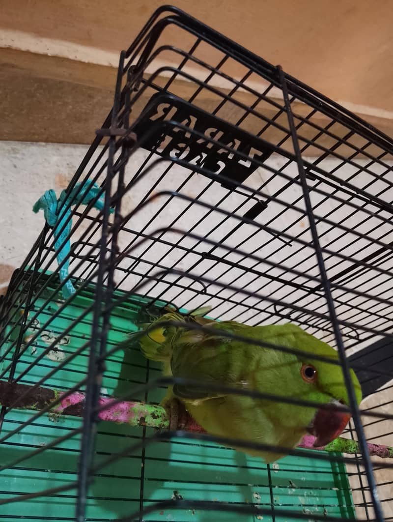 Green parrot 3