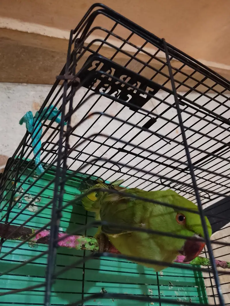 Green parrot — photo 4