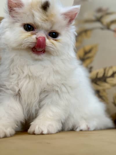 Exotic Long Hair Persian Kittens