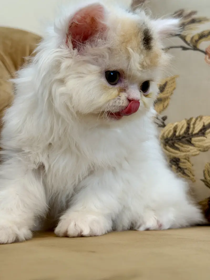 Exotic Long Hair Persian Kittens — photo 2