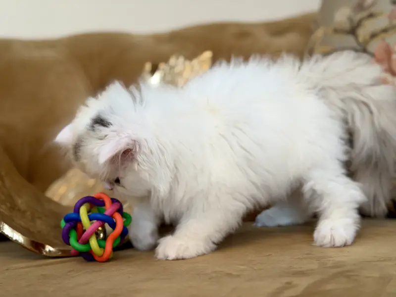Exotic Long Hair Persian Kittens — photo 3