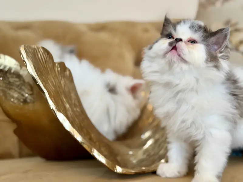 Exotic Long Hair Persian Kittens — photo 4