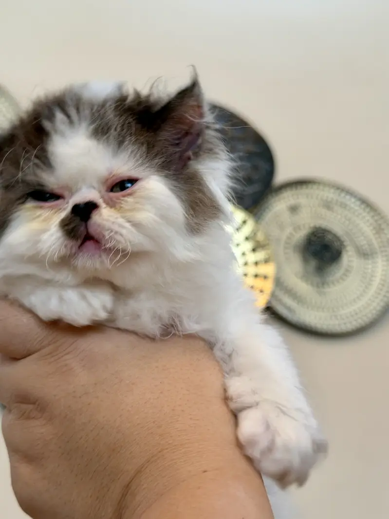 Exotic Long Hair Persian Kittens — photo 5