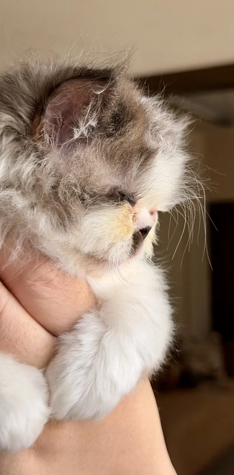 Exotic Long Hair Persian Kittens — photo 6