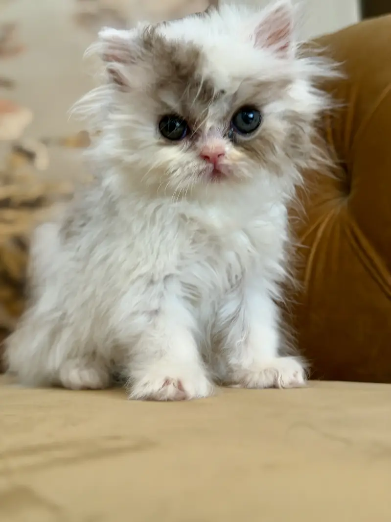 Exotic Long Hair Persian Kittens — photo 7