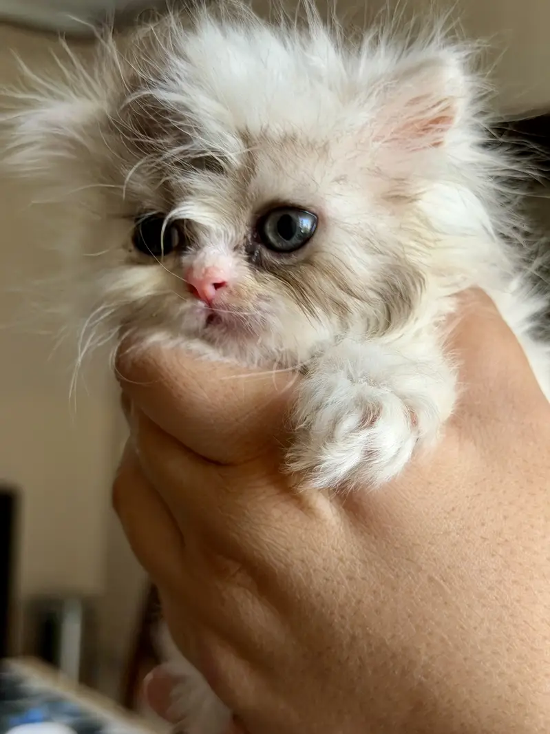 Exotic Long Hair Persian Kittens — photo 8