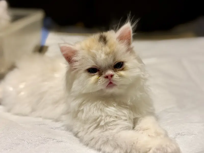 Exotic Long Hair Persian Kittens — photo 9