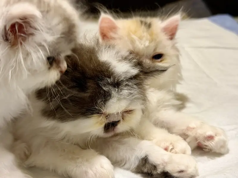 Exotic Long Hair Persian Kittens — photo 10