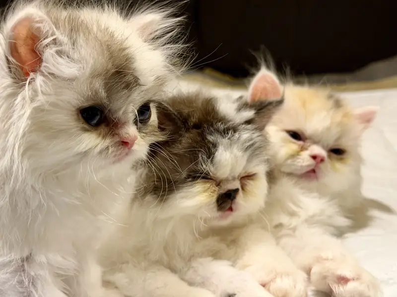 Exotic Long Hair Persian Kittens — photo 11