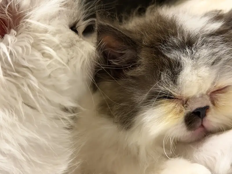 Exotic Long Hair Persian Kittens — photo 12