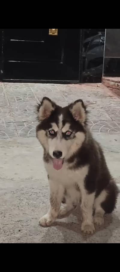 Husky puppy