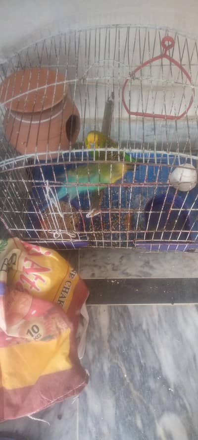 healthy parrot for sale
