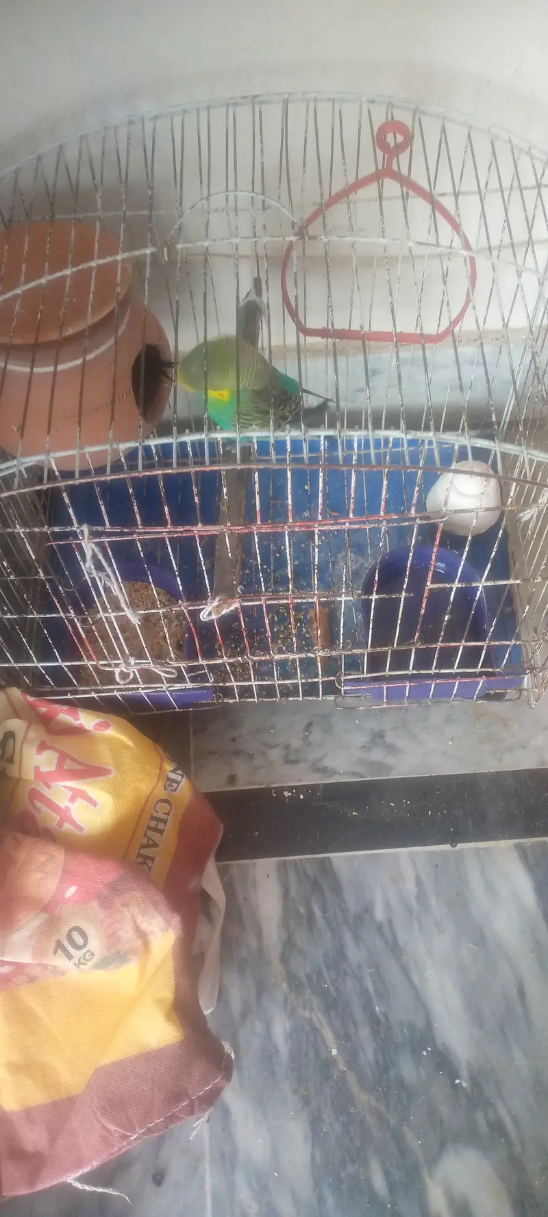 healthy parrot for sale — photo 2