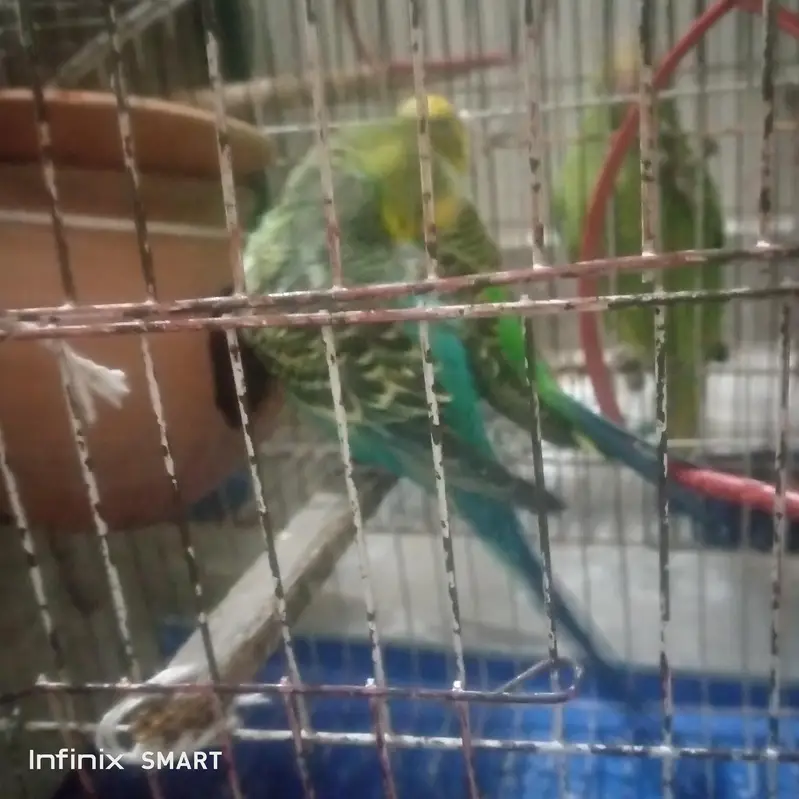 healthy parrot for sale — photo 3