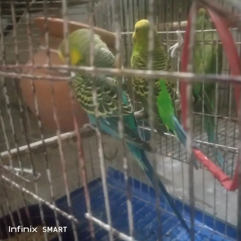 healthy parrot for sale — photo 4