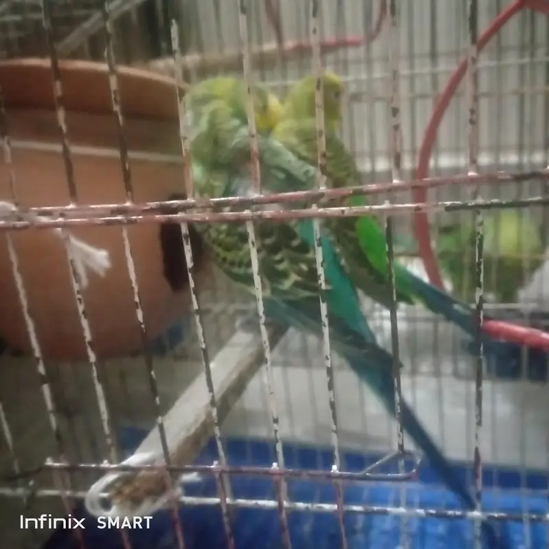 healthy parrot for sale — photo 5