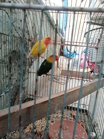 birds
