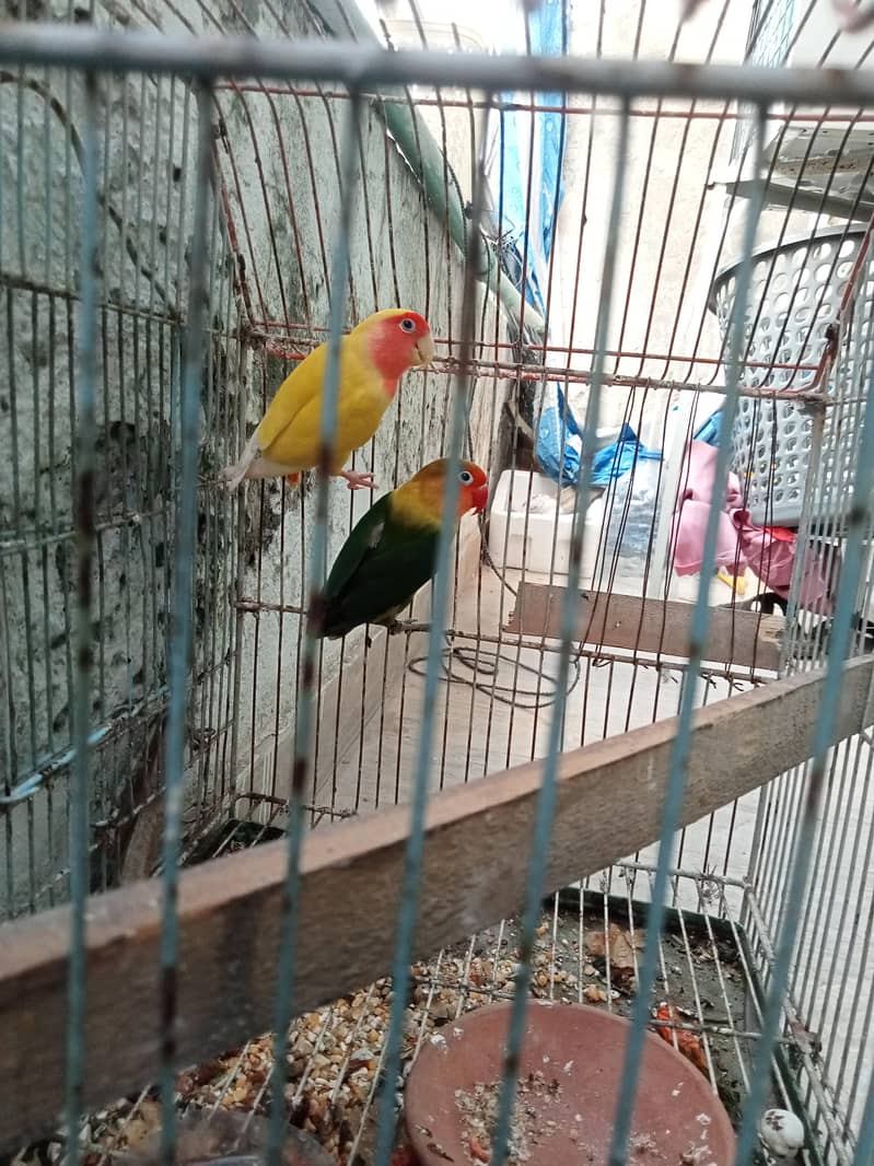 birds 0