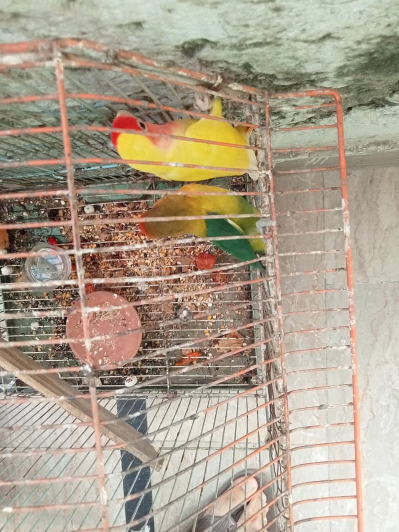 birds 1