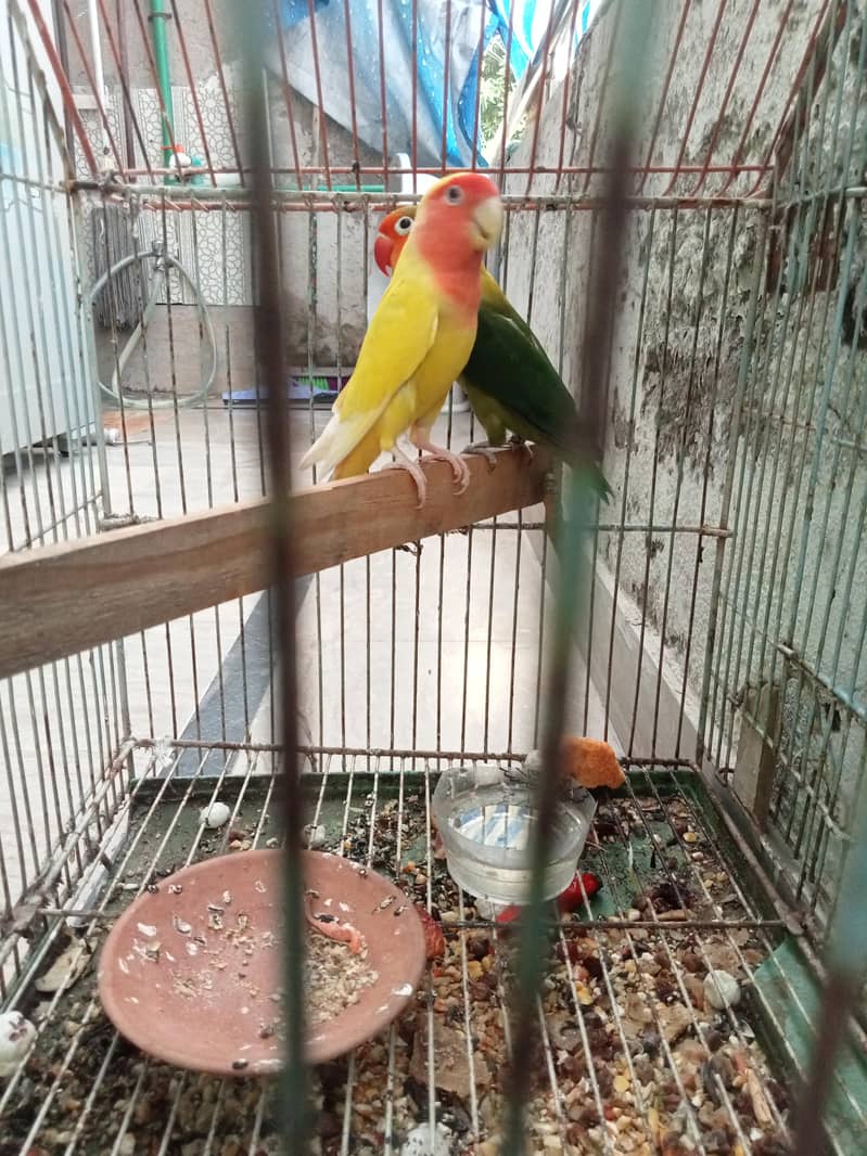 birds 2