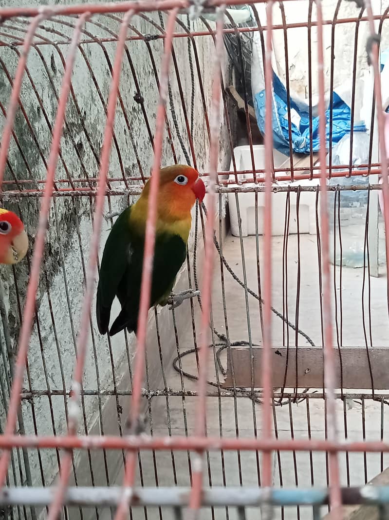 birds 3