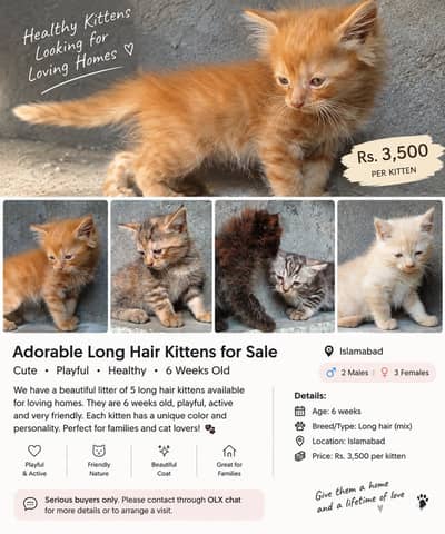Fluffy Long-Hair Kittens for Sale – 6 Weeks Old | Islamabad