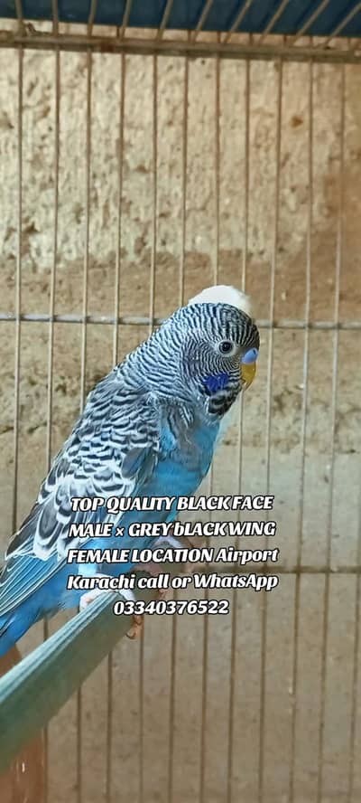 top Quality Black face Male × Black Wing Female Ready to breed pair
