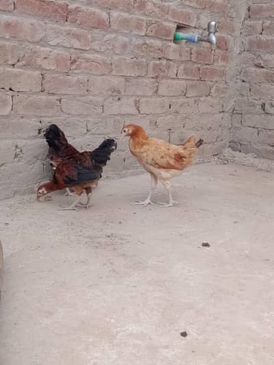 Desi Murgiya