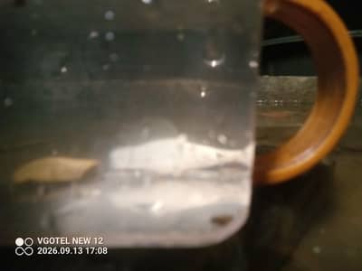 fish active and fit home breed hai interested buyers chat kare