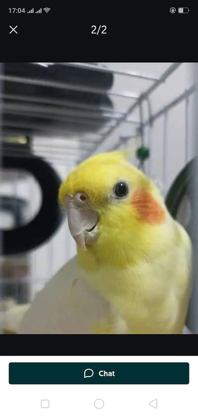 Cocktail parrot female