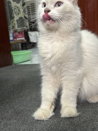 Blue eyes Persian female cat double coat