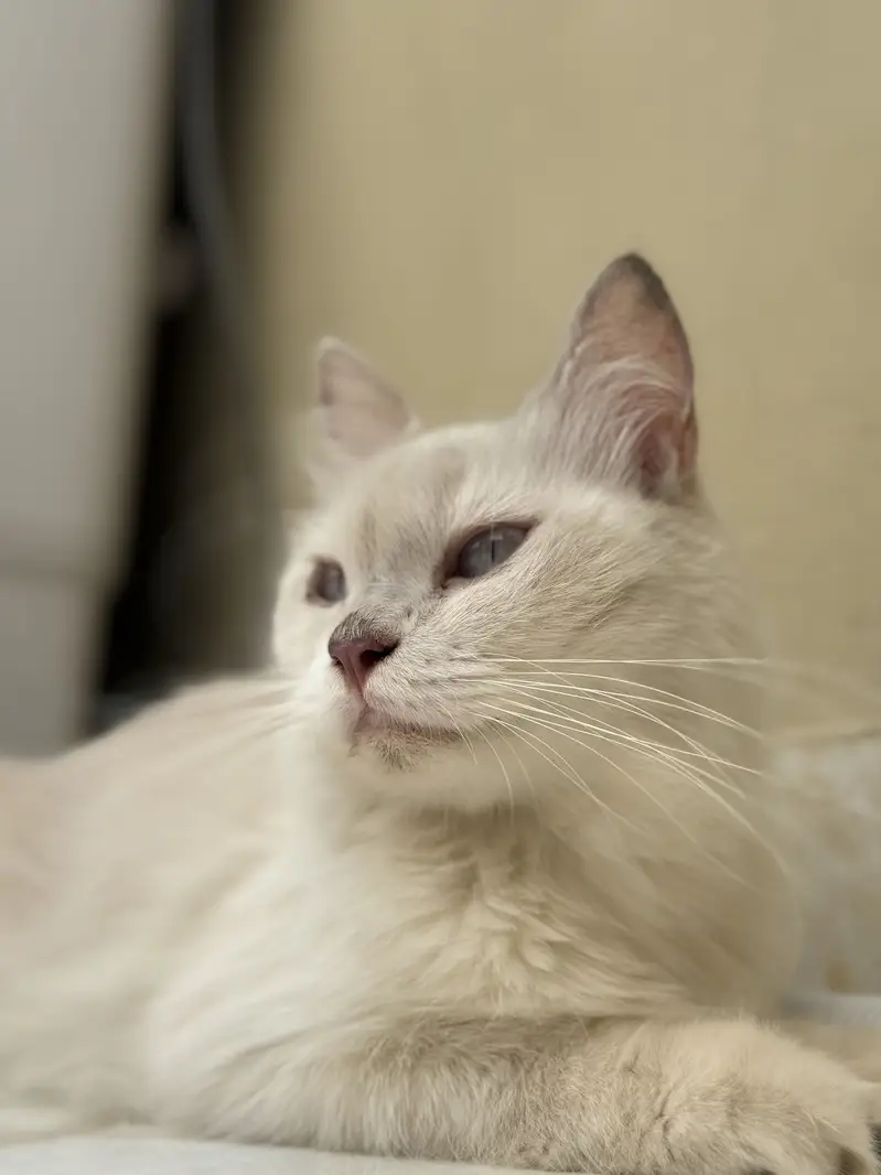 Blue eyes Persian female cat double coat — photo 2
