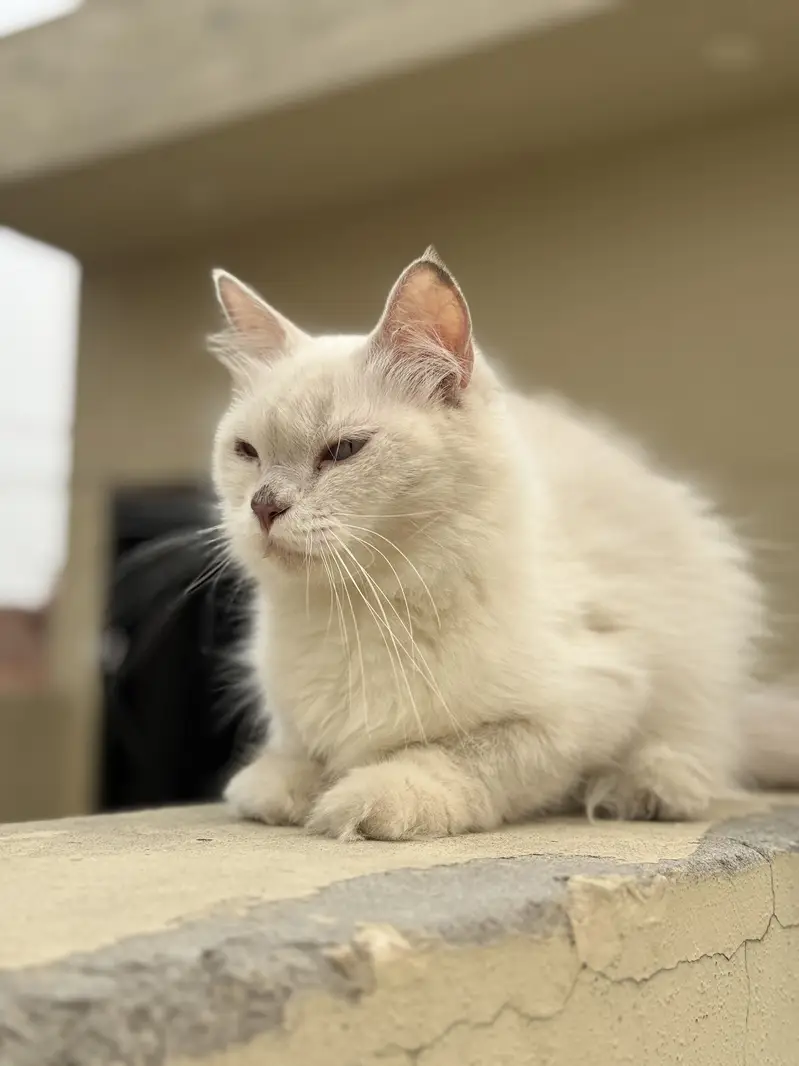 Blue eyes Persian female cat double coat — photo 3