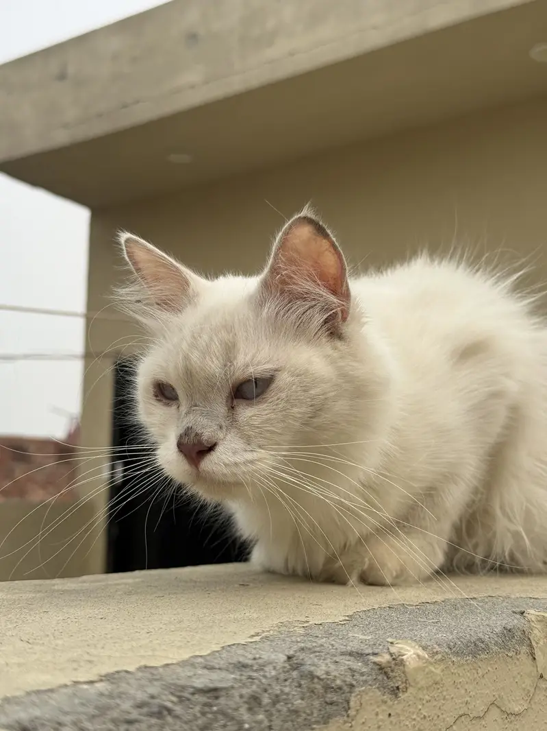 Blue eyes Persian female cat double coat — photo 4