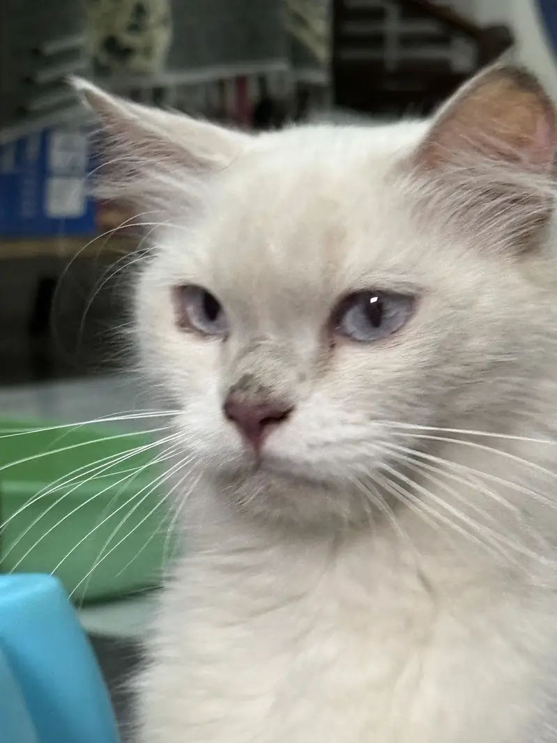 Blue eyes Persian female cat double coat — photo 5