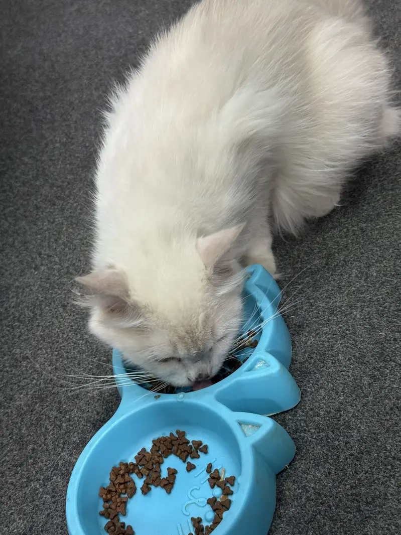 Blue eyes Persian female cat double coat — photo 6