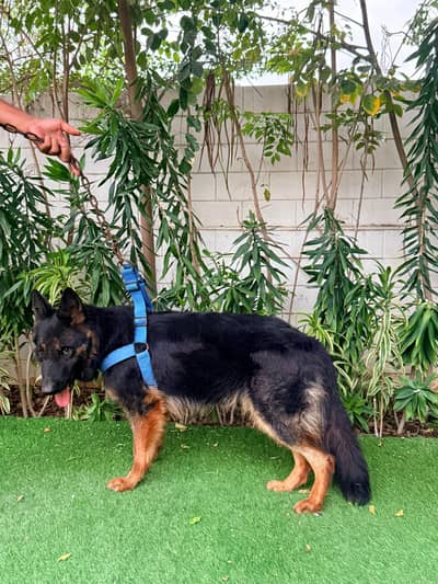 German shepherd Female 2 years