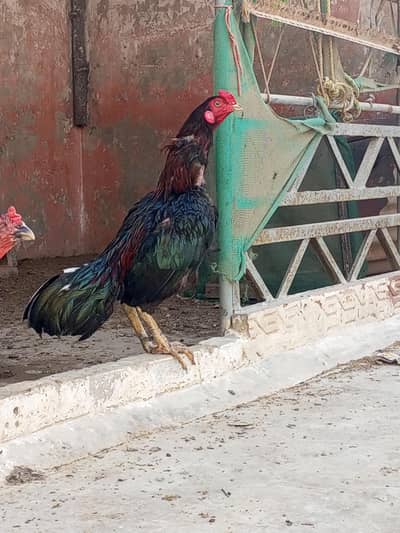 Aseel pair for sale ( mianwali + mushki)