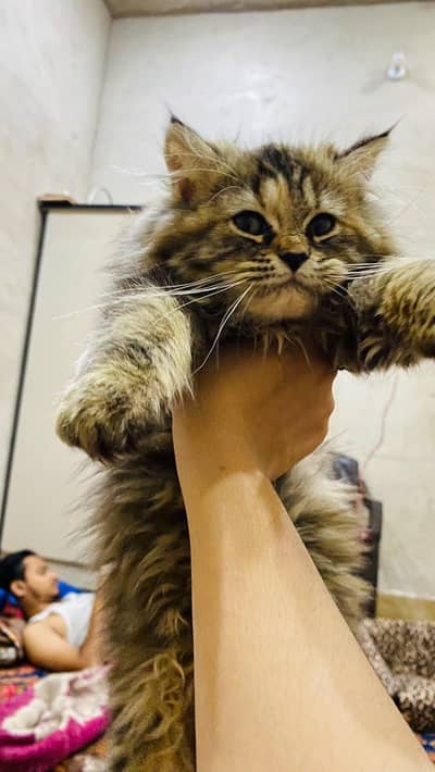 calico triple Coted female kitten