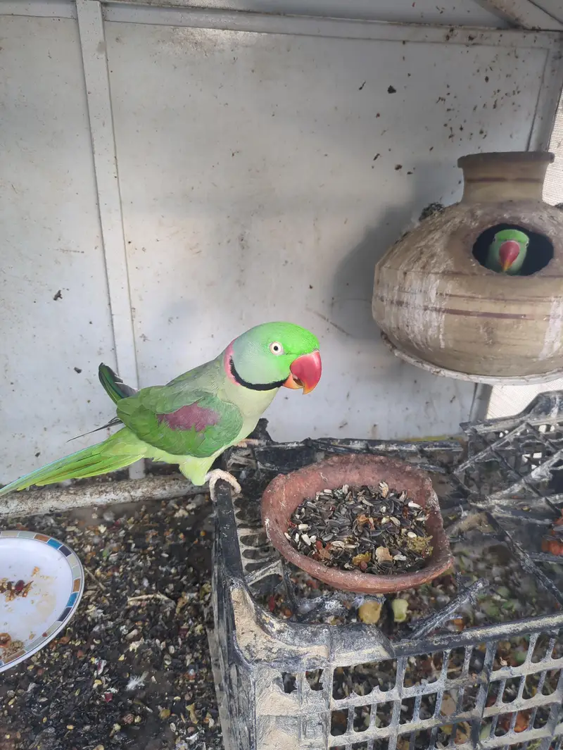 All parrot — photo 2